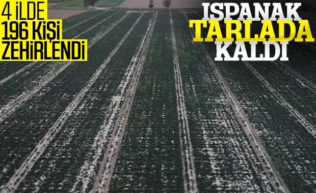 Ispanak tüketimi dibe vurdu