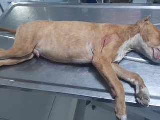 Tartıştığı gençlerin köpeğini bıçakladı