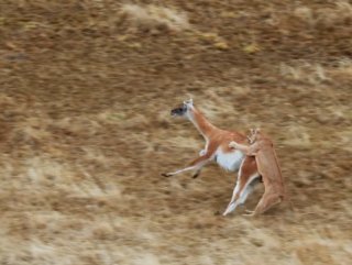 Guanakoyu yemeye çalışan puma
