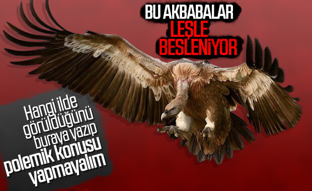 Sansa Deresi'nde kara akbaba görüntülendi