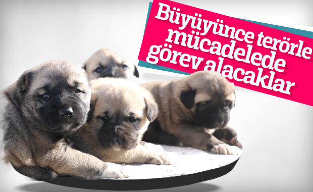 Siirt'teki yavru kangallar vatani görev için hazır
