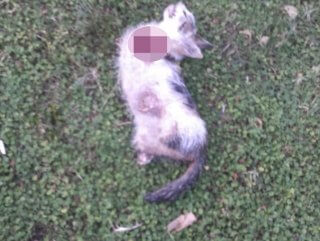 Hatay'da 4 bacağı kesilmiş ölü kedi bulundu