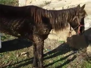 Büyükada’da terk edilmiş hasta at görüntülendi #1