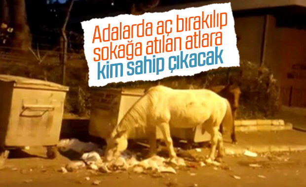 Büyükada’da atlar çöpte yemek ararken görüntülendi