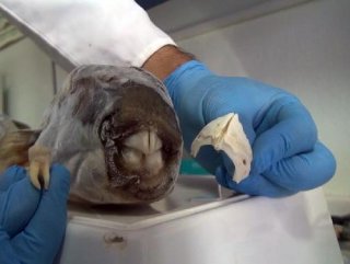 Zehirli balon balığının dişleri, dolgu ve kaplamada kullanılacak