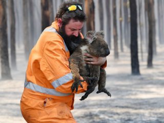 Yangından kurtulan koala, su içerken boğularak öldü