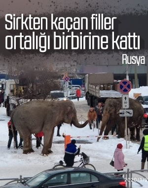Rusya'da 2 fil sirkten kaçtı