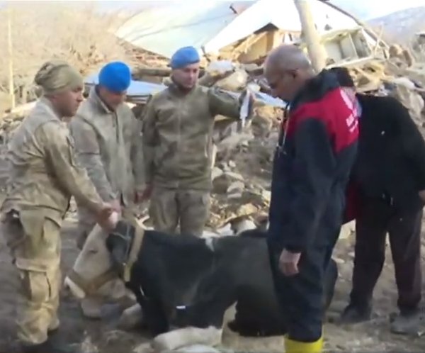 Depremden etkilenen hayvanlara da yardım gitti