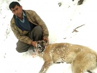 Kahramanmaraş'ta köpek ve vahşi hayvanlar zehirlendi #1