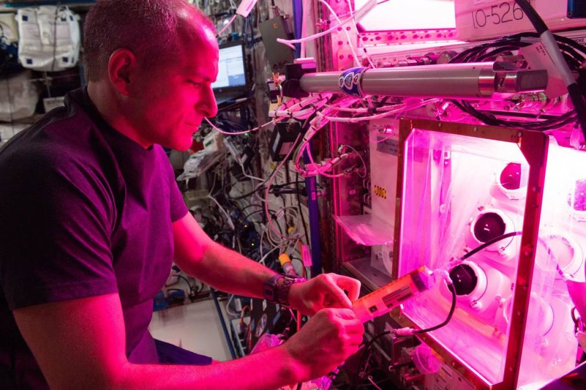 NASA astronotları, uzay istasyonunda marul yetiştirdi