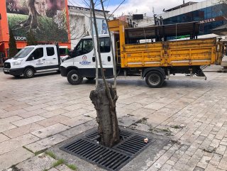 Yaşlılar koronavirüse aldırış etmeyince banklar söküldü
