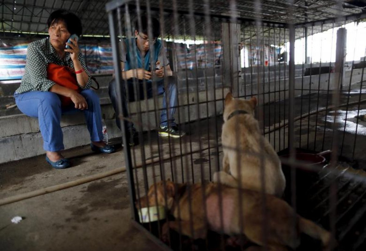 Çin'in Şenzen şehrinde kedi ve köpek yemek yasaklandı