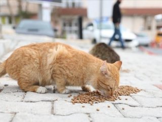 Sokak hayvanları için sokaklara yem ve su bırakılacak