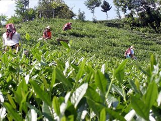 Çay üreticileri 30 Nisan'a kadar Rize'ye gelebilecek