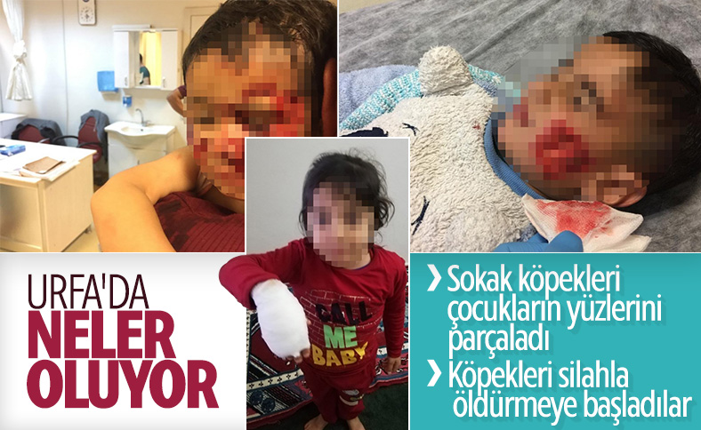 Şanlıurfa'da şimdi de bir sokak köpeği öldürüldü