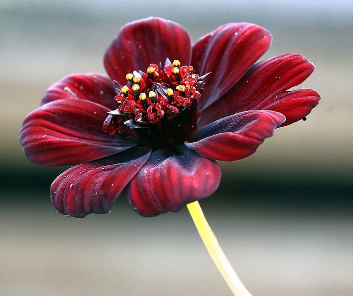 Шоколадная космея (Cosmos atrosanguineus) букет