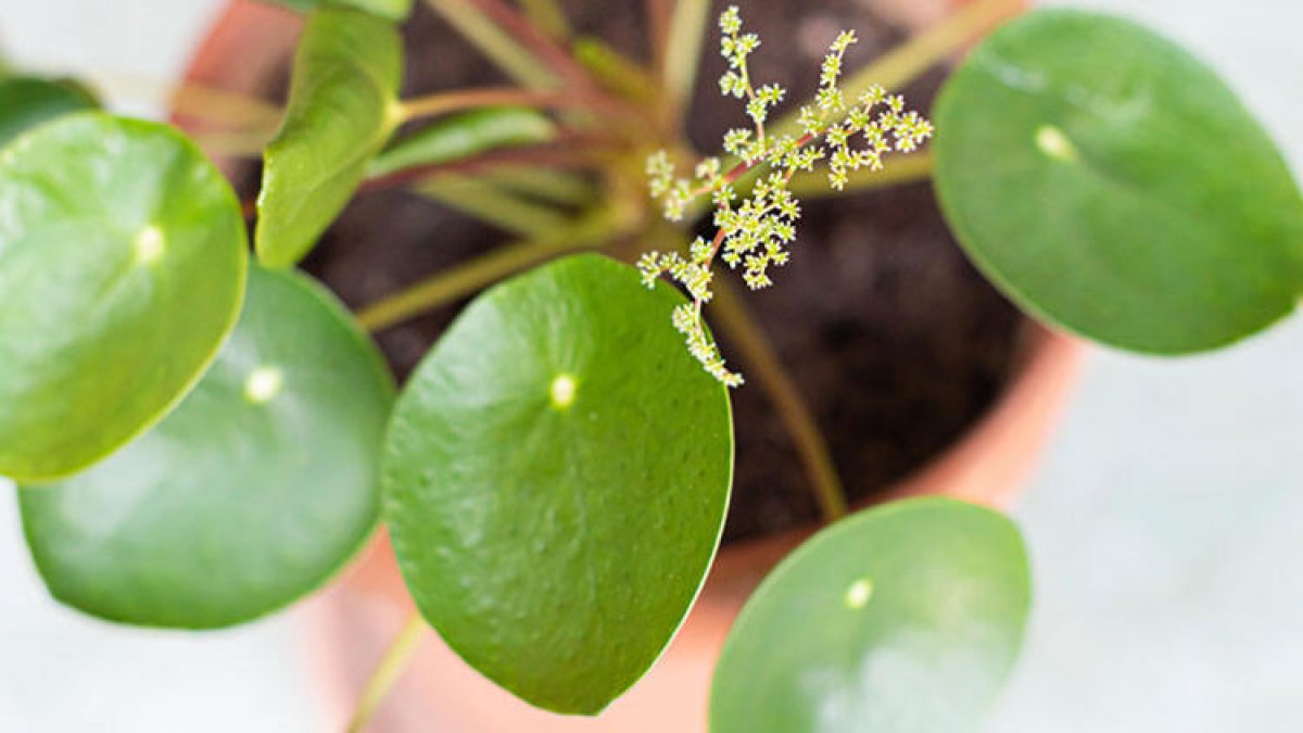 What is Pilea #2