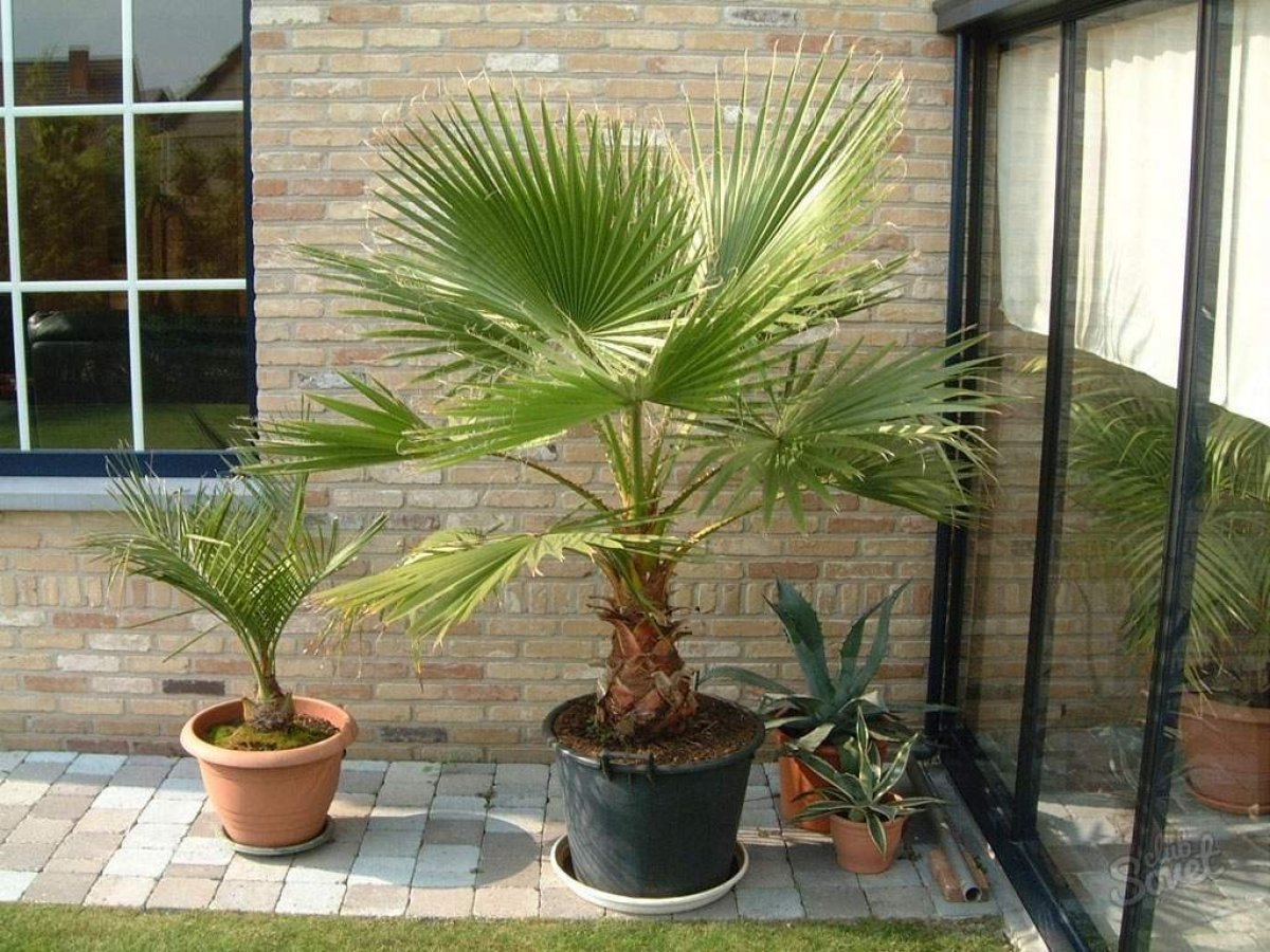 пальма домашняя фото ухаживать