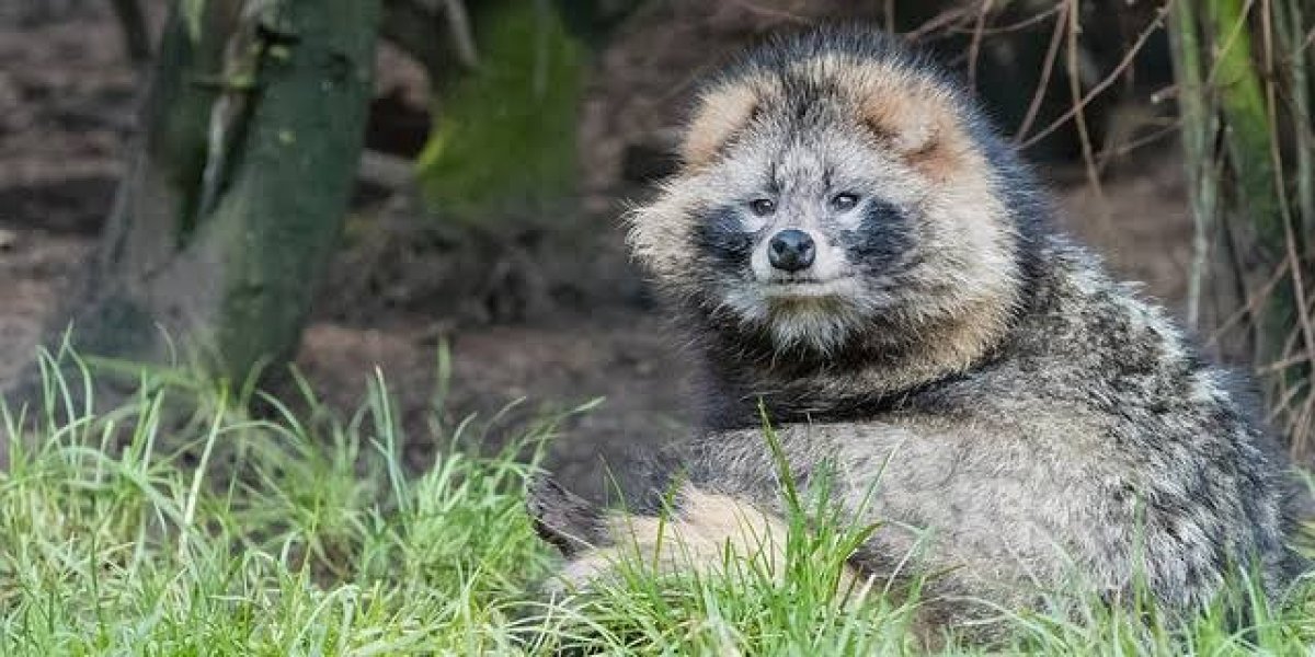 What is a raccoon dog #3