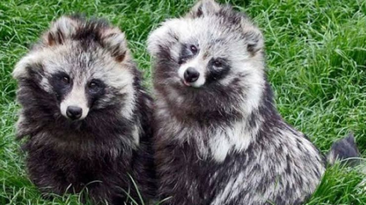 What is a raccoon dog #2