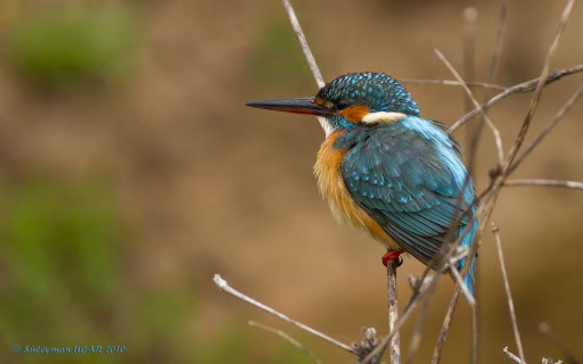 What is Kingfisher #3