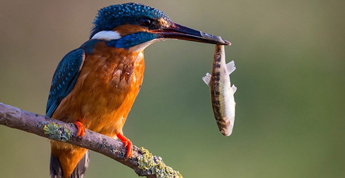 What is Kingfisher #2