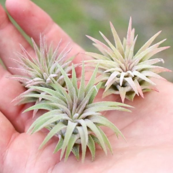 What is an air plant