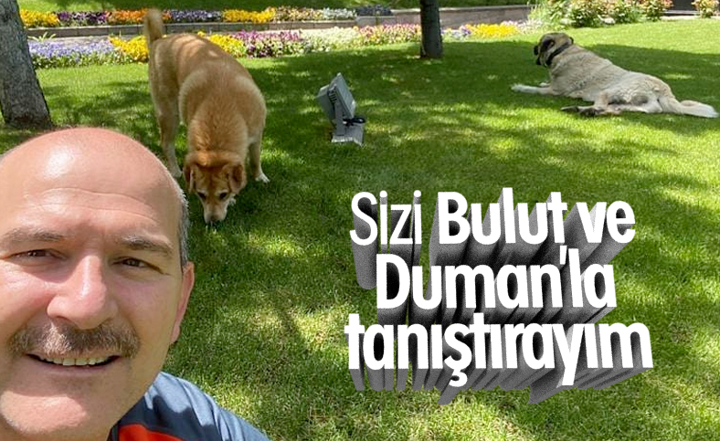 Soylu, sahiplendiği köpeklerin fotoğraflarını paylaştı