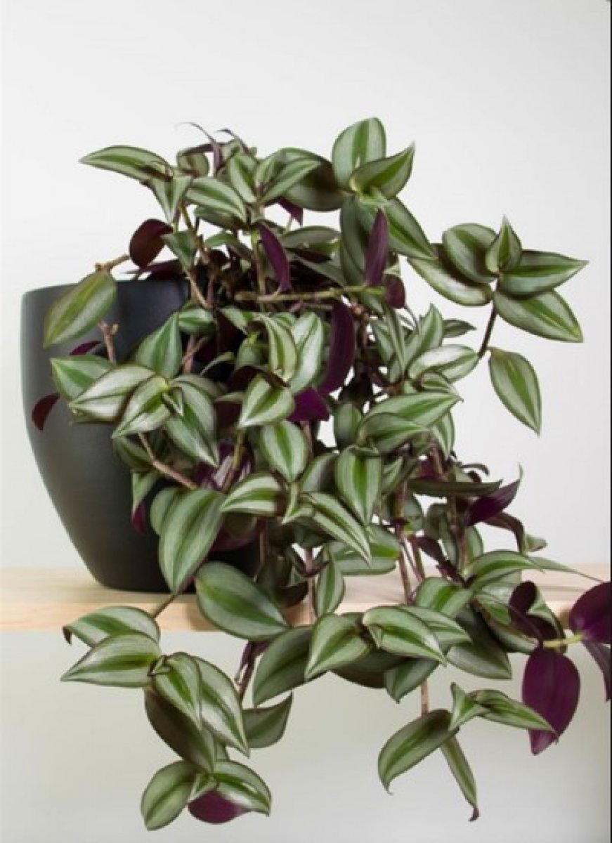 What is Tradescantia #2