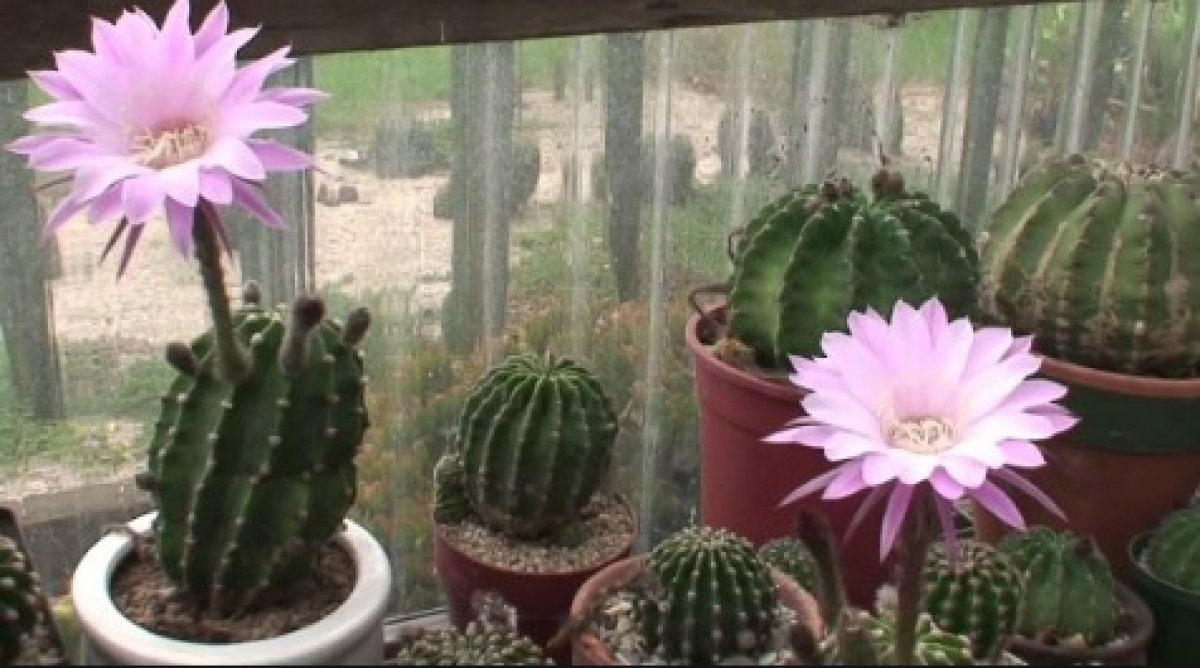 What is Echinopsis #2