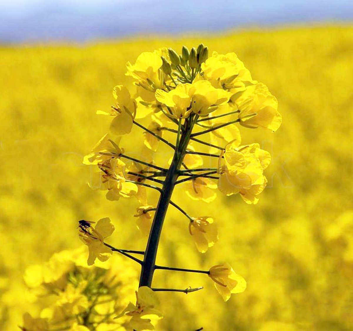 What is canola #2