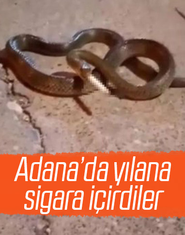 Adana'da yılana sigara içirdiler