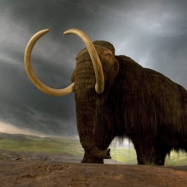 Meksika'daki bir inşaatta mamut kalıntıları bulundu