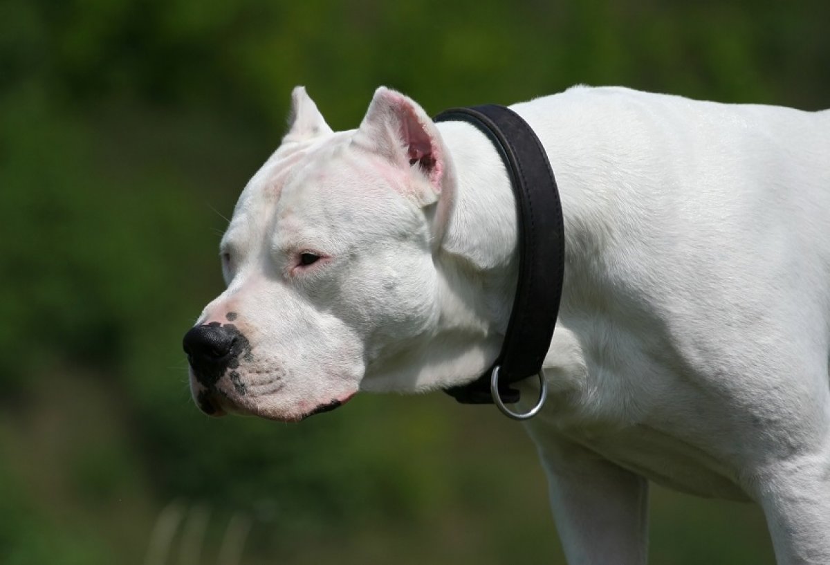 What is Dogo Argentino #2