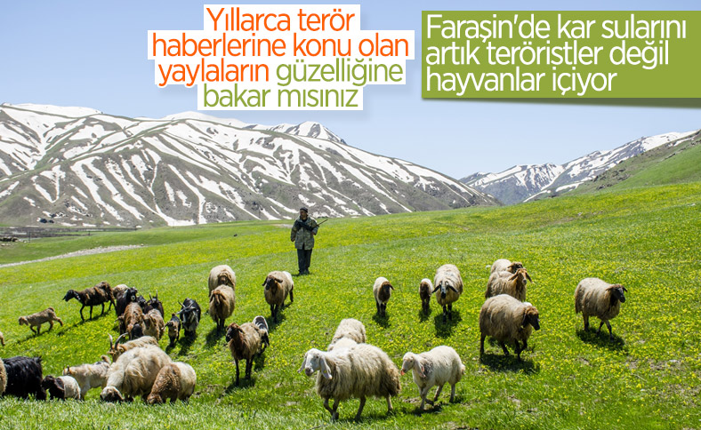 Faraşin Yaylası'ndan kartpostallık kareler