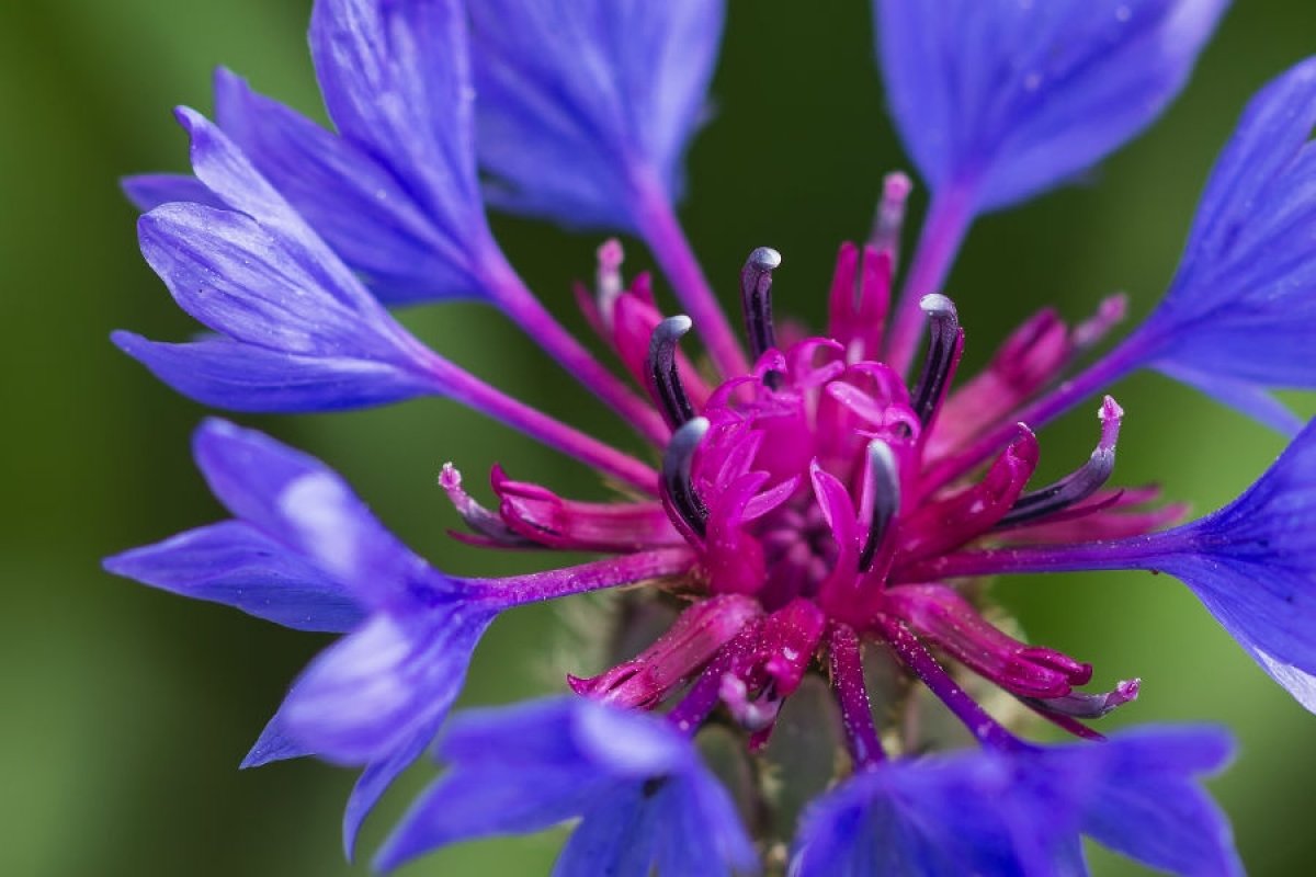 What is cornflower #4