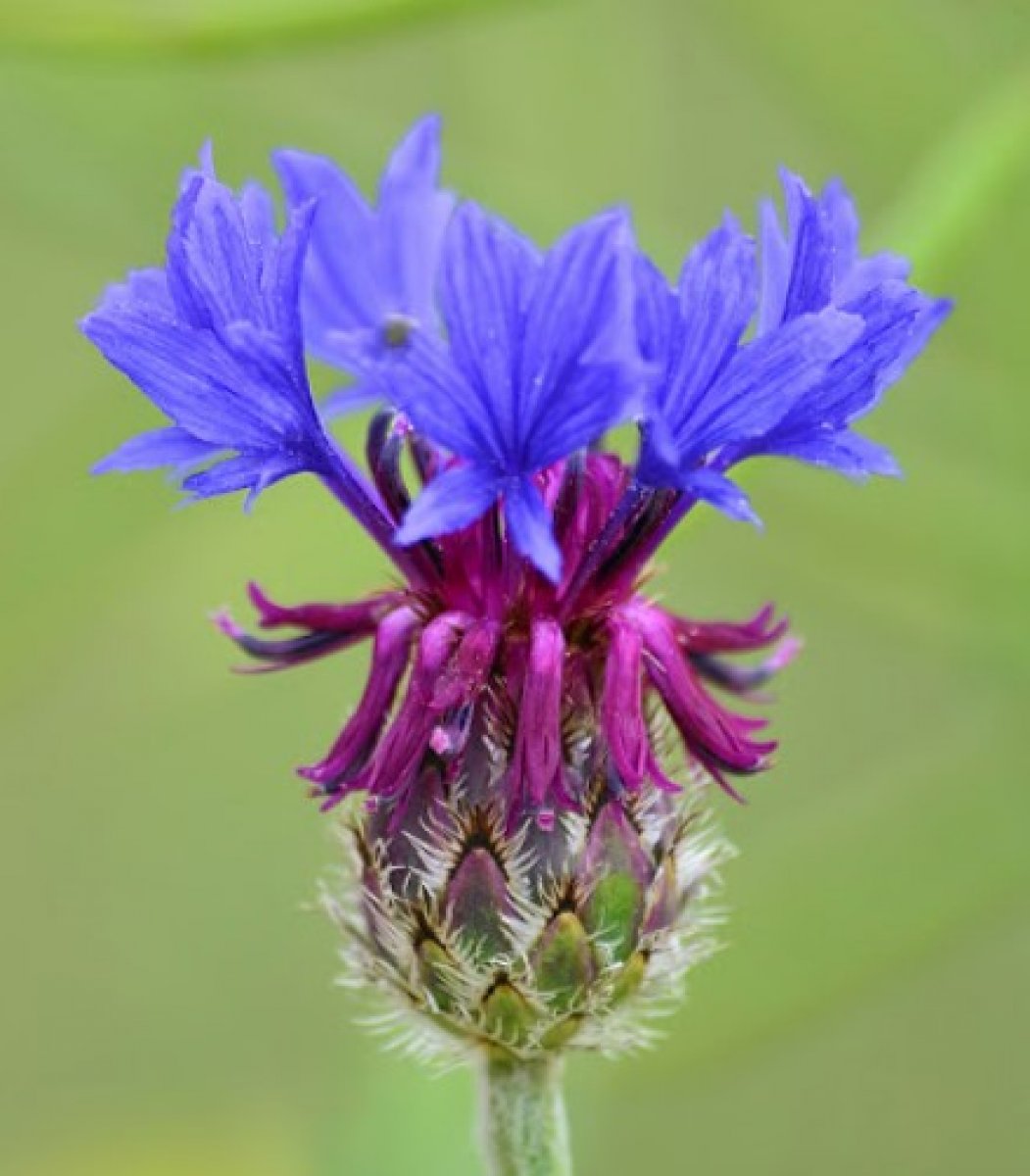 What is cornflower Kimdeyir