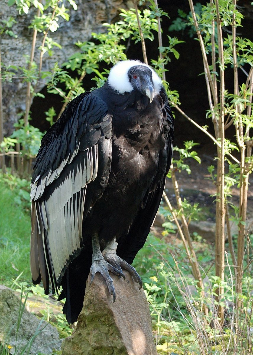 What is Andean condor #2