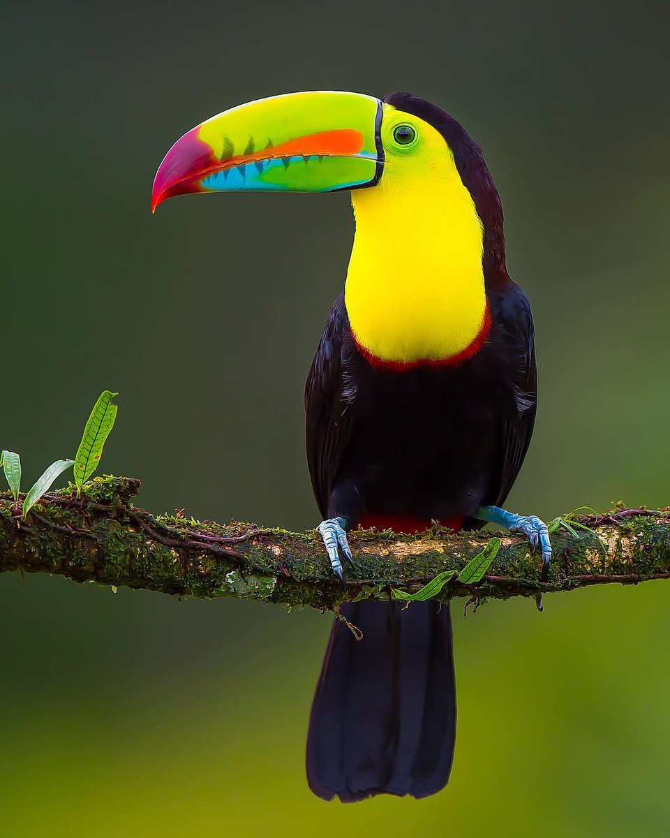What is a toucan #2