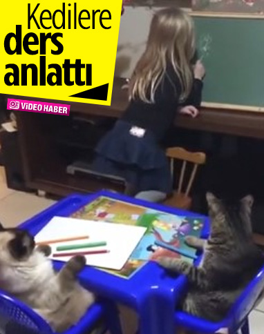 Küçük kız, kedileri sandalyeye oturtup ders anlattı