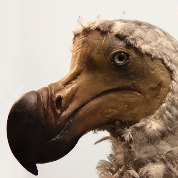 What is dodo – Kimdeyir