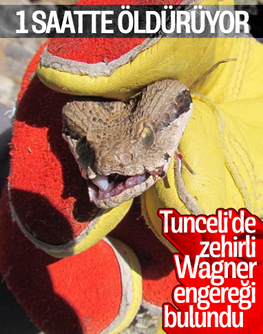 Tunceli'de zehirli 'Wagner kaya engereği' bulundu
