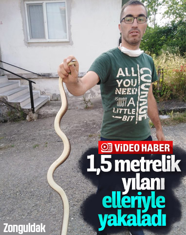 Zonguldak'ta kümesinde 1,5 metrelik yılan buldu 