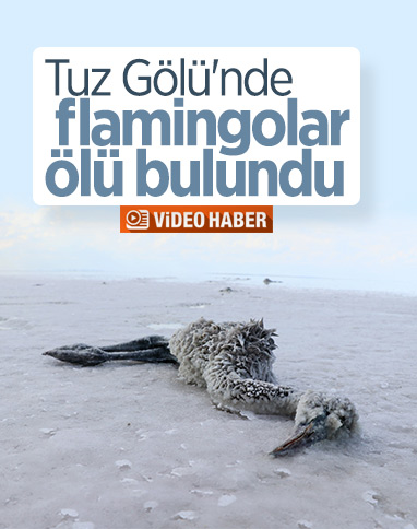 Tuz Gölü'nde flamingoların esrarengiz ölümü