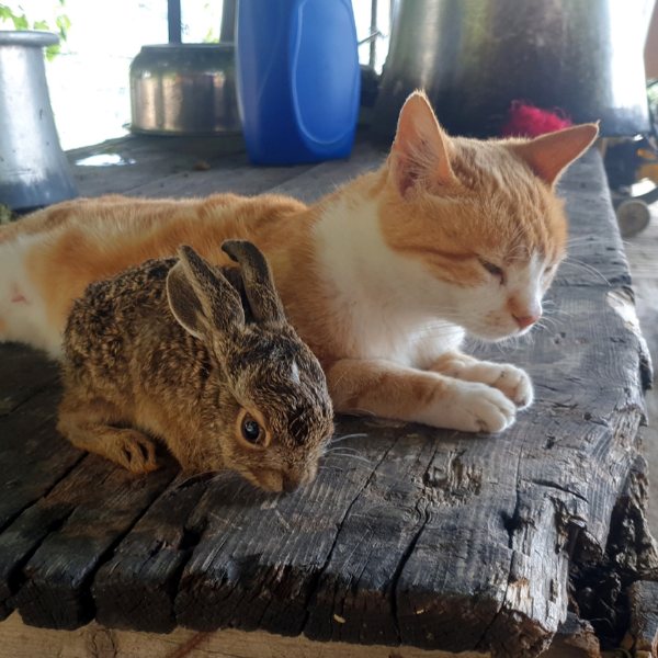 Osmaniye�de ev kedisi, yavru tavşana anne oldu