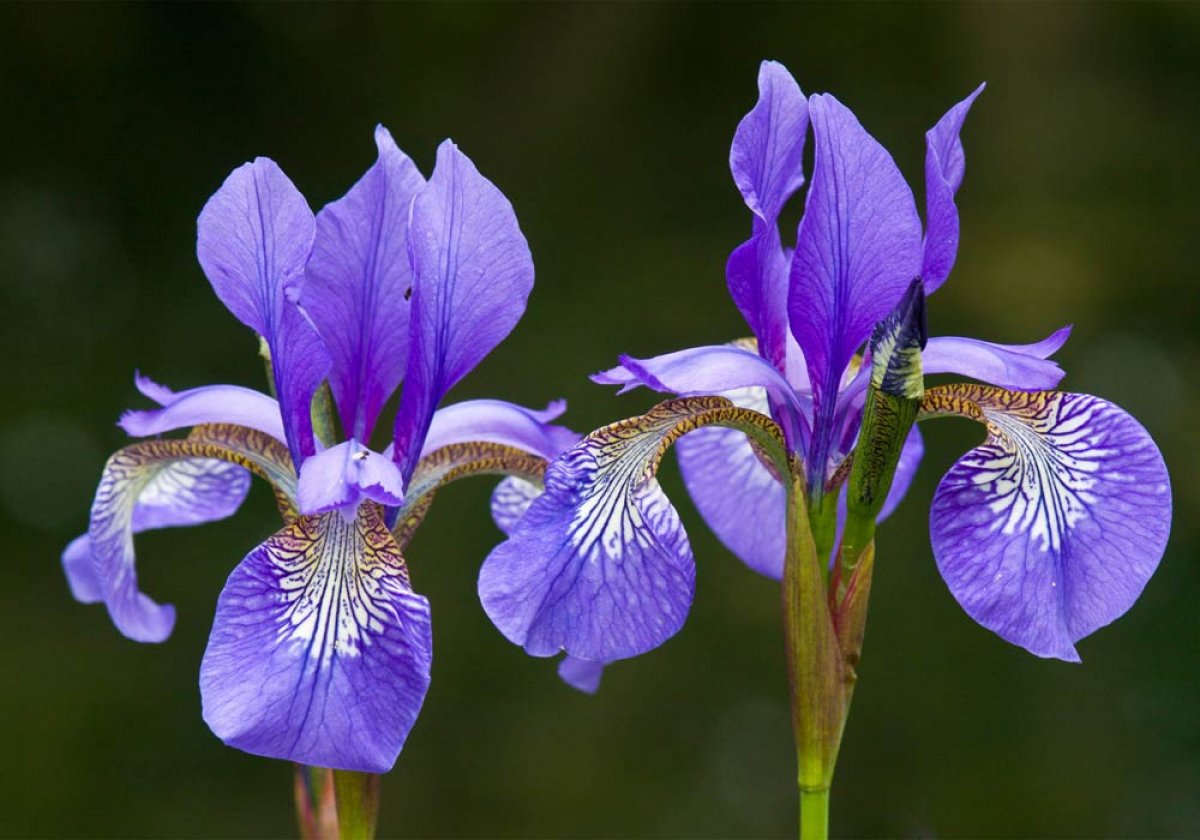 What is irises #2