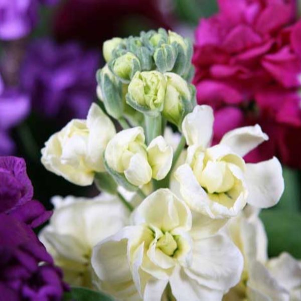 What is wallflower Kimdeyir