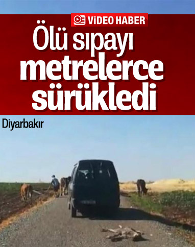 Diyarbakır'da ölü sıpayı aracına bağlayıp sürükledi