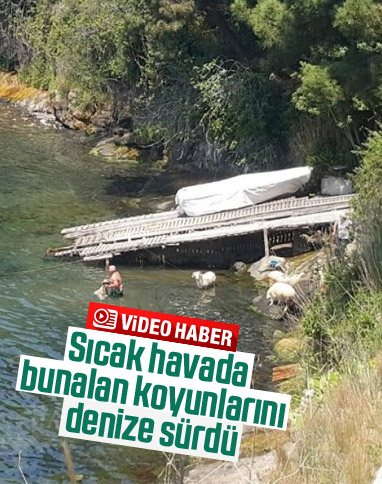 Sinop'ta sıcaktan bunalan koyunlar denize girdi