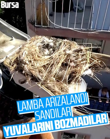 Bursa'da arızalı lambanın içinden kuş yuvası çıktı